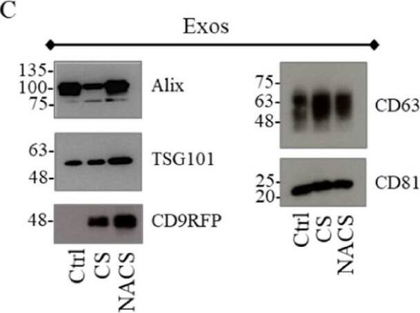 Western Blot TSG101 Antibody (4A10)