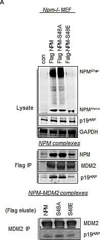 Western Blot: p19ARF/CDKN2A Antibody (5-C3-1) - BSA Free [NB200-174] - Inhibition of AKT promotes enhanced MDM2 activity via the increased association between NPM & p14ARF(A) Npm−/−, p53−/−double null MEF were infected with pBABE retrovirus empty vector & pBABE expressing FLAG-tagged-NPM-WT, NPM-S48A or S48E as indicated. Immunopurification of NPM was done by pulling down with the Flag tag (middle panel) followed by elution of complexes by the Flag peptide & subsequent immunopurification of endogenous MDM2 (lower panel). (B) Nuclear immunoprecipitates of MDM2 from T24 cells treated with MK-2206 (5 μM, 24 hrs). Immunoprecipitates & lysates were blotted with the indicated antibodies. (C) T24 cells were treated with MK-2206 (5 μM) as indicated. p14ARF was immunoprecipitated from whole cell lysates & nuclear extracts & the association with NPM & MDM2 determined by western blot. Immunoprecipitates & lysates were blotted with the indicated antibodies. (D) MDM2 & (E) p53 ubiquinitation assay in H1299 cells transfected with wild type p53, HA-tagged ubiquitin & treated for 16 hrs with DMSO, MK-2206 (5 μM) or Nutlin3A (5 μM) as indicated. Immunoprecipitates & whole cell lysates were probed with the indicated antibodies. Image collected & cropped by CiteAb from the following publication (//pubmed.ncbi.nlm.nih.gov/25071014), licensed under a CC-BY license. Not internally tested by Novus Biologicals.