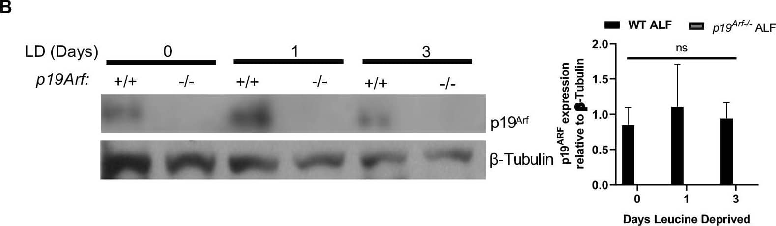 Western Blot: p19ARF/CDKN2A Antibody (5-C3-1) - BSA Free [NB200-174] - Loss of P19Arf enhances tumor growth & primary lung fibroblasts induce p19Arf in response to leucine deprivation (LD). (A) Graph of sarcoma (SKPY) tumor volume on the indicated days. SKPY cells were injected into the flank of WT & p19Arf-null mice. Tumor volume was measured by caliper. N=7 mice/WT cohort & N=15 mice/p19Arf−/− cohort. (B) Western blot for p19Arf protein expression in WT & Arf-null fibroblasts after LD for the indicated days. Densitometric quantification of p19Arf protein expression relative to  beta -tubulin is shown on right. (C) qPCR for p19Arf mRNA in WT or p19Arf−/− fibroblasts during LD for the indicated days. (D) Representative immunofluorescence images for P19Arf subcellular localization on the indicated days after LD in WT or p19Arf−/− ALFs. Quantification of nuclear p19Arf is shown in graph on right. (E) Western blot analysis of phospho-eIF2 alpha  (P-eIF2 alpha ) & total eIF2 alpha  expression in WT & p19Arf-null murine ALFs during LD for the indicated days. Graph quantifies intensity of P-eIF2 alpha  expression relative to day 0.  beta -Tubulin used as loading control. (F) Western blot analysis of P-eIF2 alpha  expression in WT & p19Arf−/− ALFs upon treatment with a GCN2 inhibitor (GCN2-IN-1; A-92 1 µM in DMSO) during overnight LD. Actin used as a loading control. Quantification of P-eIF2 alpha  expression relative to total eIF2 alpha . N=3; *, P<0.05; ns, not significant. Image collected & cropped by CiteAb from the following publication (//pubmed.ncbi.nlm.nih.gov/34994382), licensed under a CC-BY license. Not internally tested by Novus Biologicals.