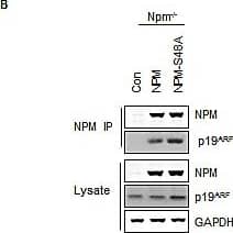 Western Blot: p19ARF/CDKN2A Antibody (5-C3-1) - BSA Free [NB200-174] - Phosphorylation of NPM-Ser48 regulates the localization of NPM & p19A(A) Npm−/−, p53−/−double null MEF were infected with pBabe retrovirus expressing FLAG-tagged-myr-AKT1 in combination with NPM-WT or NPM-S48A as indicated. Cells were fixed & stained with DAPI & anti-NPM (left) or anti-phospho-S48-NPM (pS48-NPM). (B) NPM immunoprecipitates & whole cell lysates from Npm−/−;p53−/− MEFs expressing human NPM or NPM-S48A were probed with the indicated antibodies.(C) Graph, quantification of p19ARF staining intensity in confocal images using ImageJ. (D) Npm−/−, p53−/−double null MEF were infected with pBABE retrovirus expressing FLAG-tagged-myr-AKT1 in combination with NPM-WT, NPM-S48A or S48E as indicated. Cells were fixed & stained with DAPI, anti-NPM & anti p19ARF. Image collected & cropped by CiteAb from the following publication (//pubmed.ncbi.nlm.nih.gov/25071014), licensed under a CC-BY license. Not internally tested by Novus Biologicals.