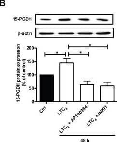 Western Blot: 15-PGDH/HPGD Antibody [NB200-179] - Effect of LTC4 on 15-PGDH expression in the colon cancer cell line Caco-2(A) Quantification by qPCR of the mRNA expression of 15-PGDH following treatment with 40 nM LTC4 for 48 h in the presence or absence of AP100984 (a CysLT2 receptor antagonist, 1 μM) & JNK inhibitor I (10 μM). (B) Western blot showing 15-PGDH expression (antibody dilution, 1:5000) & densitometric analysis of LTC4-induced 15-PGDH up-regulation before or after the cells were stimulated with 40 nM LTC4 in the presence or absence of AP100984 & JNK inhibitor I for 48 h. (C) Confocal microscopy immunofluorescence images showing the expression of 15-PGDH (in green; antibody dilution, 1:200; DAPI in blue) after 24 h of stimulation with LTC4 in Caco-2 cells. The objective used was 63x. The data are presented as the percent of untreated control cells & represent the mean ± SEM of at least three separate experiments. Statistical analysis was conducted using an unpaired t-test; *P≤0.05, **P<0.01, ***P<0.001. Image collected & cropped by CiteAb from the following publication (//pubmed.ncbi.nlm.nih.gov/28402256), licensed under a CC-BY license. Not internally tested by Novus Biologicals.