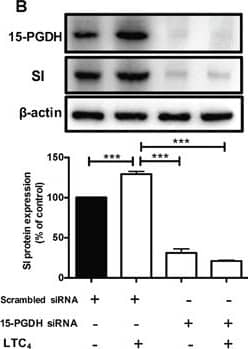 Western Blot: 15-PGDH/HPGD Antibody [NB200-179] - Effect of 15-PGDH down-regulation on the cell differentiation markers SI & Mucin-2(A) A representative western blot & densitometric analysis of LTC4-induced SI protein expression after transfection with a scrambled control siRNA or 15-PGDH siRNA in HT-29 cells are shown. The cells were treated with or without 40 nM LTC4 for 48 h, & the change in the SI protein level was detected using an SI-specific antibody (1:1000 dilution) & 15-PGDH was detected using a 15-PGDH antibody (1:5000 dilution). The membrane was re-probed with an antibody against  beta –actin to ensure equal loading. (B) A representative western blot & densitometric analysis performed as in (A) shown here for Caco-2 cells. (C, D) Representative confocal microscopy immunofluorescence images from cells transfected with a scrambled control siRNA or 15-PGDH siRNA with or without stimulation with 40 nM LTC4 for 48 h. The expression of Mucin-2 (in red; antibody dilution, 1:500; DAPI in blue, dilution 1:1000) (C) in HT-29 cells & (D) Caco-2 cells is shown. The objective used was 63x, & the scale bar is 50 μm. The data are presented as the percent of control cells & represent the mean ± SEM of at least three separate experiments. Statistical analysis was conducted using an unpaired t-test; *P≤0.05, **P<0.01. Image collected & cropped by CiteAb from the following publication (//pubmed.ncbi.nlm.nih.gov/28402256), licensed under a CC-BY license. Not internally tested by Novus Biologicals.