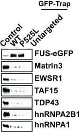 The cytoplasmic mislocalization induced by P525L causes reduced FUS binding to several ALS-associated RBPs, promoting aggregation. a, b Western blot analysis of FUS protein interactors in a LL & b SL neurons after FUS-eGFP immunoprecipitation reveals differential interactions with several ALS-associated partners. n = 4. Error bars indicate SEM. *, **, & *** Correspond to p < 0.05, 0.01, & 0.001, respectively. c In vitro phase separation assay showing fibrillization of purified P525L LL FUS-eGFP protein in the presence or absence of distinct RBPs. Investigated RBPs effectively prevent FUS fibril formation. d Fluorescence recovery after photobleaching (FRAP) was used to assess the dynamics of P525L LL FUS at the tested conditions for the indicated time points. RBPs promote the maintenance of a liquid-like behavior. e Co-localization of P525L LL FUS with the reported RBPs. Scale bar 5 µm Image collected & cropped by CiteAb from the following publication (//pubmed.ncbi.nlm.nih.gov/30937520), licensed under a CC-BY license. Not internally tested by Novus Biologicals.