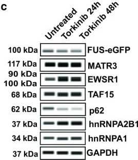 Autophagic clearance of aberrantly accumulated cytoplasmic FUS restores protein homeostasis & ameliorates survival of SL P525L iPSC-derived neurons. a Confocal micrographs showing FUS-eGFP distribution before & after Torkinib treatment (above). Arrowhead indicates FUS-eGFP cytoplasmic accumulation in untreated neurites; arrow shows reduced FUS-eGFP cytoplasmic signal following torkinib treatment. Quantification of cytoplasmic FUS-eGFP signal intensity in acquired images (below) confirms clearance of mislocalized FUS-eGFP protein. Scale bar = 10 µm. b FRAP analysis performed on untreated versus torkinib-treated neurons shows comparable dynamics of FUS-eGFP recovery. n = 3. Error bars indicate SEM. CHX = cycloheximide. c WES capillary electrophoresis & d corresponding quantification of the indicated proteins in P525L SL neurons before & after torkinib treatment. Autophagy stimulation restores physiological levels. n = 4. Error bars indicate SEM. * & ** Correspond to p < 0.05 & 0.01, respectively. e 6 h of torkinib reduces apoptotic cell death identified by cleaved Caspase 3 staining. Scale bar = 50 µm Image collected & cropped by CiteAb from the following publication (//pubmed.ncbi.nlm.nih.gov/30937520), licensed under a CC-BY license. Not internally tested by Novus Biologicals.