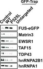 The cytoplasmic mislocalization induced by P525L causes reduced FUS binding to several ALS-associated RBPs, promoting aggregation. a, b Western blot analysis of FUS protein interactors in a LL & b SL neurons after FUS-eGFP immunoprecipitation reveals differential interactions with several ALS-associated partners. n = 4. Error bars indicate SEM. *, **, & *** Correspond to p < 0.05, 0.01, & 0.001, respectively. c In vitro phase separation assay showing fibrillization of purified P525L LL FUS-eGFP protein in the presence or absence of distinct RBPs. Investigated RBPs effectively prevent FUS fibril formation. d Fluorescence recovery after photobleaching (FRAP) was used to assess the dynamics of P525L LL FUS at the tested conditions for the indicated time points. RBPs promote the maintenance of a liquid-like behavior. e Co-localization of P525L LL FUS with the reported RBPs. Scale bar 5 µm Image collected & cropped by CiteAb from the following publication (//pubmed.ncbi.nlm.nih.gov/30937520), licensed under a CC-BY license. Not internally tested by Novus Biologicals.