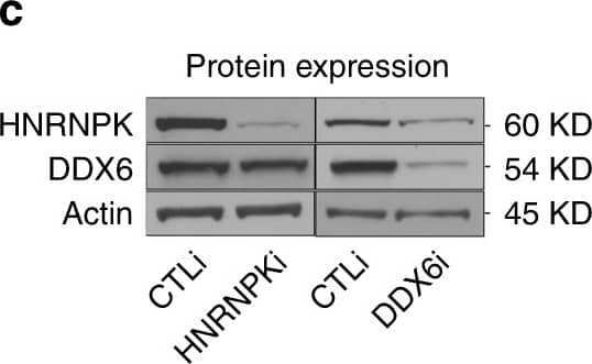 Western Blot: DDX6 Antibody [NB200-192] - HNRNPK is necessary for DDX6 to bind differentiation associated mRNAs. a RNA IP was performed in CTLi & HNRNPKi cells using a DDX6 antibody. RT-QPCR was used to determine the levels of binding between DDX6 & differentiation associated mRNAs in the presence or absence of HNRNPK. IGG IPs in CTLi & HNRNPKi cells were used as specificity controls. Binding was calculated as a percent of input. b RNA IP was performed in CTLi & DDX6i cells using a HNRNPK antibody. RT-QPCR was used to determine the levels of binding between HNRNPK & differentiation associated mRNAs in the presence or absence of DDX6. IGG IPs in CTLi & DDX6i cells were used as specificity controls. n = 4. c Western blot analysis of HNRNPK & DDX6 protein levels upon HNRNPK or DDX6 knockdown. d Immunoprecipitations (IPs) were performed using either an HNRNPK or DDX6 antibody or IGG & Western blotted for HNRNPK or DDX6 protein expression. IPs were performed +/− RNase A. Five percent of the cell lysate was used as input. Representative blots are shown. n = 3 independent experiments performed for Fig. 3 unless otherwise indicated. All error bars = SD. ****p < 0.0001, ***p < 0.001 (2 way ANOVA followed by Tukey’s multiple comparison test for a, b) Image collected & cropped by CiteAb from the following publication (//pubmed.ncbi.nlm.nih.gov/31519929), licensed under a CC-BY license. Not internally tested by Novus Biologicals.