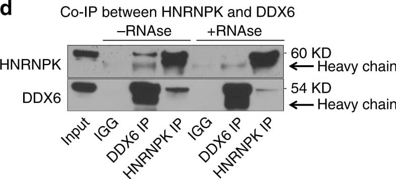 Western Blot: DDX6 Antibody [NB200-192] - HNRNPK is necessary for DDX6 to bind differentiation associated mRNAs. a RNA IP was performed in CTLi & HNRNPKi cells using a DDX6 antibody. RT-QPCR was used to determine the levels of binding between DDX6 & differentiation associated mRNAs in the presence or absence of HNRNPK. IGG IPs in CTLi & HNRNPKi cells were used as specificity controls. Binding was calculated as a percent of input. b RNA IP was performed in CTLi & DDX6i cells using a HNRNPK antibody. RT-QPCR was used to determine the levels of binding between HNRNPK & differentiation associated mRNAs in the presence or absence of DDX6. IGG IPs in CTLi & DDX6i cells were used as specificity controls. n = 4. c Western blot analysis of HNRNPK & DDX6 protein levels upon HNRNPK or DDX6 knockdown. d Immunoprecipitations (IPs) were performed using either an HNRNPK or DDX6 antibody or IGG & Western blotted for HNRNPK or DDX6 protein expression. IPs were performed +/− RNase A. Five percent of the cell lysate was used as input. Representative blots are shown. n = 3 independent experiments performed for Fig. 3 unless otherwise indicated. All error bars = SD. ****p < 0.0001, ***p < 0.001 (2 way ANOVA followed by Tukey’s multiple comparison test for a, b) Image collected & cropped by CiteAb from the following publication (//pubmed.ncbi.nlm.nih.gov/31519929), licensed under a CC-BY license. Not internally tested by Novus Biologicals.