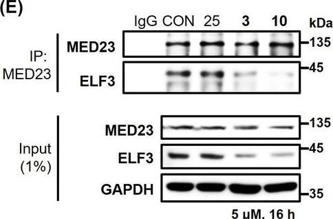 Western Blot MED23 Antibody - BSA Free