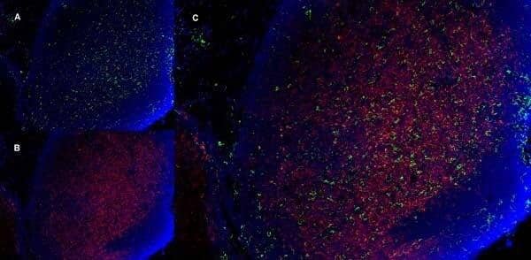 Immunofluorescence staining of mouse lymph node cryosection with Rat anti Mouse CD11b antibody, clone 5C6, green in A and CD8 Antibody (YTS105.18) - BSA Free, red in B. C is the merged image with nuclei counterstained blue using DAPI. Low power