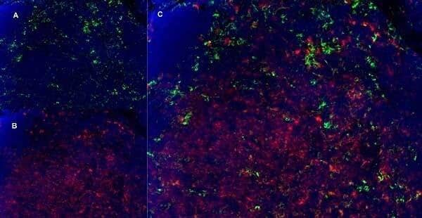 Immunofluorescence staining of mouse lymph node cryosection with Rat anti Mouse CD11b, clone 5C6  , green in A and CD8 Antibody (YTS105.18) - BSA Free, red in B. C is the merged image with nuclei counterstained blue using DAPI. High power.