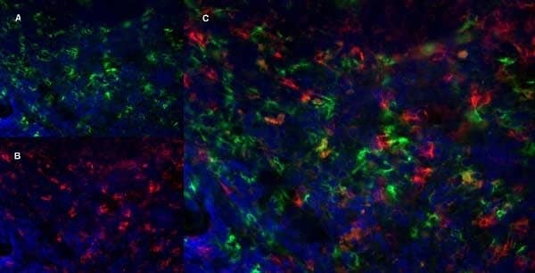 immunofluorescence staining of mouse lymph node cryosection with Rat anti Mouse Ly-6B.2 antibody, clone 7/4  , green in A and CD8 Antibody (YTS105.18) - BSA Free, red in B. C is the merged image with nuclei counterstained blue using DAPI. High power