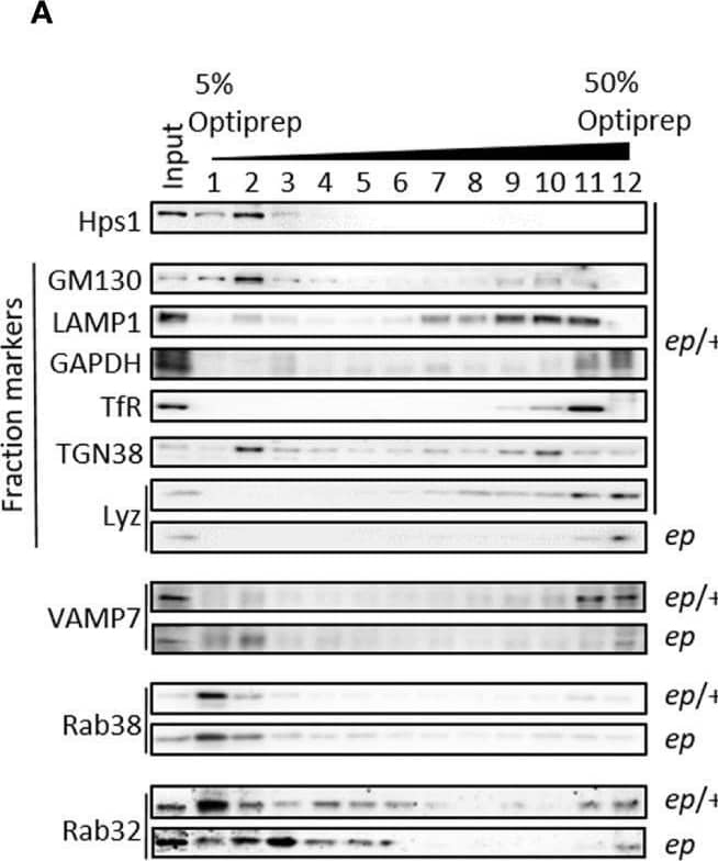 Western Blot TfR (Transferrin R) Antibody (OX26) - BSA Free