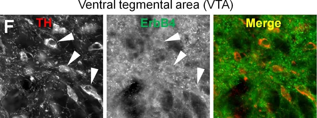 Immunocytochemistry/ Immunofluorescence: Tyrosine Hydroxylase Antibody [NB300-109] - ErbB4 protein expression in mesencephalic nuclei.The overview on the mesencephalon (B) shows dense ErbB4 expression (mAb-10, green channel) in the dopaminergic nuclei SNc & VTA that is clearly above background levels, whereas expression in the red nucleus is weaker. Higher magnification shows abundant immunoreactivity on neuropil (C–E, C'–E'). At 100x magnification, a dense network of ErbB4-positive neuropil surrounding a neuron (asterisk) is evident in the VTA (E”). The red channel shows neurofilament H-immunofluorescence in panels (B–E) & TH-immunofluorescence in (F–G). Co-immunolabeling reveals that subsets of TH-positive dopaminergic somata express ErbB4 in the VTA (F) & SNc (G); coexpressing neurons are indicated by arrowheads (F–G), whereas lack of ErbB4 signal is indicated by arrows (G). The location of the overview image within the monkey brain is indicated by a red rectangle in (A). The location of the profiles through mesencephalic nuclei is indicated by yellow boxes in (A) & by rectangles in (B). Images were obtained with a confocal microscope. Scale bar = 3 mm (B), 400 µm (C–E), 175 µm (C'–E', F–G), 70 µm (E”). Abbreviations: cerebral peduncle (cp), oculomotor nerve (3n), substantia nigra pars reticulata (SNr). Image collected & cropped by CiteAb from the following publication (//dx.plos.org/10.1371/journal.pone.0027337), licensed under a CC0-1.0 license. Not internally tested by Novus Biologicals.