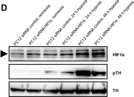 Western Blot: Tyrosine Hydroxylase Antibody [NB300-109] - Specific knockdown of Hif1 alpha  diminished phosphorylation of tyrosine hydroxylase & thereby reduced cellular dopamine content in PC12 cells. (A) Extrinsic hypoxia led to a time-dependent upregulation of Hif1 alpha  & Hif2 alpha  in PC12. (B) RNA interference using siRNA against Hif1 alpha  repressed the expression of Hif1 alpha  also under extrinsic hypoxia while Hif2 alpha  remains unaffected. (C) Extrinsic hypoxia increased cellular dopamine content in PC12 control cells (transfection without siRNA). This effect was diminished by knockdown of Hif1 alpha . (D) Furthermore, phosphorylation of TH was decreased by knockdown of Hif1 alpha . Three independent experiments (n = 3–6). Mean ± SEM. ANOVA & Bonferroni post hoc test comparison vs. normoxia, * p < 0.05 or, ** p < 0.01, or vs. PC12 siRNA control 24 or 48 h hypoxia, # p < 0.05. Image collected & cropped by CiteAb from the following publication (//pubmed.ncbi.nlm.nih.gov/31035382), licensed under a CC-BY license. Not internally tested by Novus Biologicals.