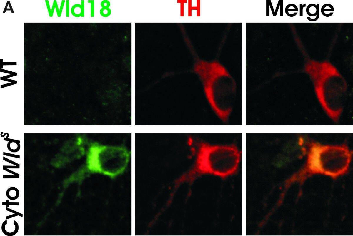 Immunocytochemistry/ Immunofluorescence: Tyrosine Hydroxylase Antibody [NB300-110] - Cytoplasmic Wlds protects dopaminergic neurons from MPP+ toxicity. (A) Dissociated dopaminergic cultures from both WT & cyto Wlds mice were co-stained with TH & Wlds antibodies to confirm the subcellular localization of Wlds. (B) Cultures were treated with 2 μm MPP+ for 48 hours prior to fixing & staining. (C) Quantification of TH+ cell bodies & (D) TH+ neurites shows that cytoplasmic WldS protected both cell bodies & neurites against MPP+. Data are normalized to control cultures & denote the mean ± SEM of representative determinations made in three separate cultures. *p < 0.05. Image collected & cropped by CiteAb from the following publication (//pubmed.ncbi.nlm.nih.gov/22315973), licensed under a CC-BY license. Not internally tested by Novus Biologicals.