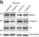 Western Blot: Tyrosine Hydroxylase Antibody [NB300-110] - Rab10 is a mediator of GCase activity by LRRK2 in fibroblasts & DA neurons.Western blot analysis of fibroblasts, from healthy controls or from patients with the LRRK2 G2019S mutation treated with lentivirus encoding Rab8 & Rab10 shRNA, probed for Rab8, Rab10, & GAPDH (loading control) a. Examination of relative lysosomal GCase activity in fibroblasts upon Rab8 & Rab10 knock-down b–e. Western blot analysis of fibroblasts from 3 patients with LRRK2 G2019S & from 3 healthy controls were probed for phospho-Rab10 (p-Rab10), Rab10, and GAPDH (loading control). The data is presented as the average p-Rab10 signal for the 3 G2019S samples relative to the 3 controls f. Western blot analysis of fibroblasts from 3 controls treated with MLi-2 were probed for phospho-Rab10 (p-Rab10), Rab10, GCase, & tubulin (loading control). Data is presented as the ratio of p-Rab10 to total Rab10 for the treated relative to untreated cells g. Representative western blots of lysates from LRRK2 G2019S & R1441C DA neurons relative to the corresponding isogenic controls h or relative to MLi-2 treated neurons i were probed for p-Rab10, Rab10 &  beta -3-tubulin (loading control). The data are presented as the mean ± SEM, n = 3; *p < 0.05, **p < 0.01, using one-way ANOVA followed by Tukey’s multiple comparison post hoc testb–e, or paired two-tailed t-test f, g. Source data are provided as a Source Data file. Image collected & cropped by CiteAb from the following publication (//pubmed.ncbi.nlm.nih.gov/31804465), licensed under a CC-BY license. Not internally tested by Novus Biologicals.