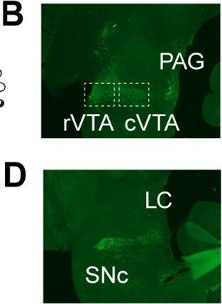 Immunocytochemistry/ Immunofluorescence: Tyrosine Hydroxylase Antibody [NB300-110] - Developmental song exposure & social context affect cFOS expression in TH neurons of the caudal VTA. Sagittal drawings (A,C) & photomicrographs of tyrosine hydroxylase (TH; green label) expression (B,D) in the ventral tegmental area (VTA) & periaqueductal gray (PAG; panels A,B), & the substantia nigra pars compacta (SNc) & locus coeruleus (LC; panels C,D). (E) Examples of co-localized expression of TH (green) & cFOS (red) in the caudal VTA of a normally-reared bird that heard silence (left panel), UD song (middle panel; UD song) & FD song (FD; right panel). White arrows indicate examples of colocalized expression. (F) Percent of TH neurons co-localized with cFOS in the caudal VTA (cVTA), rostral VTA (rVTA) & SNc. Box-and-whisker plots for normally-reared (yellow colors) & song-naïve (green colors) hearing UD (UD; lighter colors) or female-directed (FD; darker colors) songs. Each box spans the interquartile range, horizontal white lines indicate the median & whiskers show the minima & maxima. Levels of cFOS expression in TH neurons for silence controls are plotted as the mean (gray dashed line) +/− standard error (gray boxes). *Indicates a significant difference at p < 0.05 for all comparisons within a brain area. Image collected & cropped by CiteAb from the following publication (//pubmed.ncbi.nlm.nih.gov/30082796), licensed under a CC-BY license. Not internally tested by Novus Biologicals.