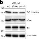 Western Blot: Tyrosine Hydroxylase Antibody [NB300-110] - LRRK2 kinase inhibitors rescue PD-related pathophysiologic phenotypes in LRRK2 & GBA1 mutant neurons. Measurement of insoluble oxidized dopamine by near-IR fluorescence from LRRK2 G2019S.a & R1441C c mutant DA neurons treated with 6166 or MLi-2. Treated cultures were also subjected to western blot analysis of phospho-S129 aSyn (P-S129), total aSyn, & tyrosine hydrolase (TH) with  beta -3-tubulin used as a loading control b, d. Measurement of relative levels of insoluble oxidized dopamine by near-IR fluorescence from DA neurons containing GBA1 E326K e or N370S h mutations. Treated cultures were also subjected to western blot analysis of P-S129, total aSyn, & TH with  beta -3-tubulin used as a loading control f, i. Representative images from additional DA neurons containing GBA1 E326K g or N370S j mutations treated with MLi-2 & stained with antibodies targeted to P-S129 &  beta -3-tubulin, scale bars, 50 µm. The data are presented as the mean ± SEM, n = 3; *p < 0.05, **p < 0.01 relative to untreated, one-way ANOVA followed by Tukey’s multiple comparison post hoc test. Source data are provided as a Source Data file. Image collected & cropped by CiteAb from the following publication (//pubmed.ncbi.nlm.nih.gov/31804465), licensed under a CC-BY license. Not internally tested by Novus Biologicals.