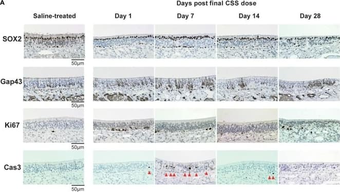 Immunohistochemistry: GAP-43 Antibody [Biotin] [NB300-143B] - (A) Representative images of immunohistological staining (brown) of SOX2+ olfactory receptor neurons (ORN) progenitor cells, Gap43+ immature ORNs, Ki67+ proliferating cells & cleaved caspase-3+ (Cas3+) apoptotic cells. Tissue sections were counterstained with the nuclear dye hematoxylin (blue). Arrowheads indicate Cas3+ apoptotic cells in the OE (n = 6). (B) Numbers of SOX2+ ORN progenitors & Ki67+ actively proliferating cells per mm of the basal layer, & Gap43+ immature ORNs & Cas3+ apoptotic cells per mm of the OE in saline or CSS-treated mice. Data represent means ± SEM (n = 6). *P < 0.05; **P < 0.01; ***P < 0.001 compared with saline-treated mice (one-way ANOVA). Image collected & cropped by CiteAb from the following publication (//pubmed.ncbi.nlm.nih.gov/29950987), licensed under a CC-BY license. Not internally tested by Novus Biologicals.