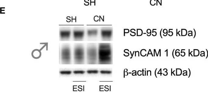 Western Blot IGSF4A/SynCAM1/CADM1 Antibody - BSA Free