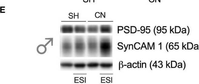 Western Blot IGSF4A/SynCAM1/CADM1 Antibody - BSA Free