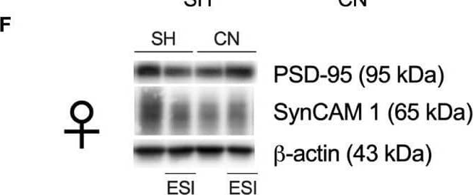 Western Blot IGSF4A/SynCAM1/CADM1 Antibody - BSA Free