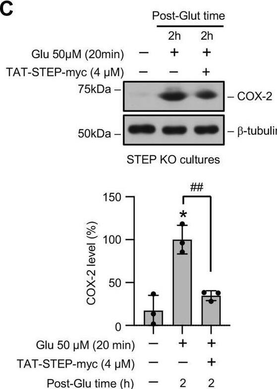 A STEP mimetic attenuates glutamate-induced increase in p38 MAPK phosphorylation, COX-2 expression, and PGE2release in STEP-deficient neurons.A, schematic representation of TAT-STEP-Myc peptide generated from STEP61. The diagram of STEP61 shows the positions of the phosphatase domain, transmembrane domain (TM), kinase-interaction motif (KIM), kinase specificity sequence (KIS), and the phosphorylation sites in the KIM and KIS domains. The diagram of the TAT-STEP-Myc peptide (STEP mimetic), derived from STEP61, shows the positions of the TAT domain at the N terminus, myc-tag at the C terminus, the serine residue in the KIM domain that was mutated to alanine to allow the peptide to bind to its substrates, and the threonine and serine residues in the KIS domain, which were mutated to glutamic acid to render the peptide resistant to degradation. B–D, neuronal cultures from STEP KO mice were treated with 50 μM glutamate (Glu) for 20 min in the absence and presence of TAT-STEP-myc peptide and then maintained in their original medium for 2 h (post-Glu time). B and C, equal amounts of protein from each sample were analyzed by immunoblotting using anti-phospho-p38 (top) and anti-p38 (bottom) antibodies. Corresponding bar diagrams represent quantitative analysis of p38 MAPK phosphorylation as the mean +/- SD (n = 3–4). D, equal amounts of culture media from each sample were analyzed for the PGE2 level using ELISA. Statistical analysis has been performed using ANOVA with Tukey’s post hoc test. Values are expressed as the mean +/- SD (n = 4). ∗p < 0.01 and ∗∗p < 0.001 compared with the untreated control. #p < 0.05 and ##p < 0.01 from 2 h post-glutamate time. COX-2, cyclooxygenase-2; p38 MAPK, p38 mitogen-activated protein kinase; STEP, striatal-enriched phosphatase. Image collected and cropped by CiteAb from the following open publication (//pubmed.ncbi.nlm.nih.gov/34246631), licensed under a CC-BY license. Not internally tested by Novus Biologicals.