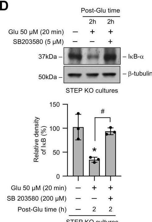 Role of NF-kappa B in glutamate-induced increase in the COX-2 protein level in STEP-deficient neurons.A and B, neuronal cultures from (A) WT and (B) STEP KO mice were treated with 50 μM glutamate (Glu) for 20 min and then maintained in their original medium for the specified times (post-Glu time). C–F, neuronal cultures from STEP KO mice were treated with 50 μM glutamate (Glu) for 20 min followed by recovery (post-Glu time) in the absence and presence of (C) MK801 (5 μM), (D) SB 203580 (5 μM), or (E and F) Bengamide B (500 nM). Equal amounts of protein from each sample were analyzed by immunoblotting using (A–D) anti-I kappa B alpha  (top) and anti-beta -tubulin (bottom) antibodies, or (E) anti-COX-2 (top) and anti-beta -tubulin (bottom) antibodies. Corresponding bar diagrams represents quantitative analysis of (A–D) I kappa B alpha  or (E) COX-2 protein levels as the mean +/- SD. F, equal amounts of culture media from each sample were analyzed for PGE2 level using ELISA. Statistical analysis has been performed using ANOVA with Tukey’s post hoc test. Values are expressed as the mean +/- SD (n = 3–4). ∗p < 0.01 and ∗∗p < 0.001 compared with the untreated control and #p < 0.01 from 2 h postglutamate time. COX-2, cyclooxygenase-2; I kappa B, inhibitor of nuclear factor-kappa B; STEP, striatal-enriched phosphatase. Image collected and cropped by CiteAb from the following open publication (//pubmed.ncbi.nlm.nih.gov/34246631), licensed under a CC-BY license. Not internally tested by Novus Biologicals.