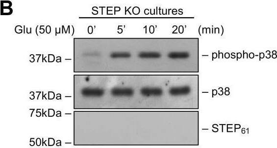 Glutamate induces sustained p38 MAPK phosphorylation in STEP-deficient neurons. Neuronal cultures from (A and C) WT and (B and D) and STEP KO mice were treated with 50 μM glutamate (Glu) or 50 μM NMDA for the specified times. A–D, equal amounts of protein from each sample were analyzed by immunoblot analysis using anti-phospho-p38 (top), anti-p38 (middle), and anti-STEP (bottom) antibodies. E, neuronal cultures from STEP KO mice were treated with glutamate (50 μM) for 20 min in the absence or presence of MK801 (5 μM). Protein extracts were analyzed by immunoblotting with anti-phospho-p38 (top) and anti-p38 (bottom) antibodies. Corresponding bar diagrams represent quantitative analysis of p38 MAPK phosphorylation as the mean +/- SD (n = 3). ∗p < 0.01 and ∗∗p < 0.001 compared with the untreated control. Statistical analysis has been performed using ANOVA with Tukey’s post hoc test. #p < 0.001 and ##p < 0.0001 from 5 min glutamate treatment. NMDA, N-methyl-D-aspartic acid; p38 MAPK, p38 mitogen-activated protein kinase; STEP, striatal-enriched phosphatase. Image collected and cropped by CiteAb from the following open publication (//pubmed.ncbi.nlm.nih.gov/34246631), licensed under a CC-BY license. Not internally tested by Novus Biologicals.