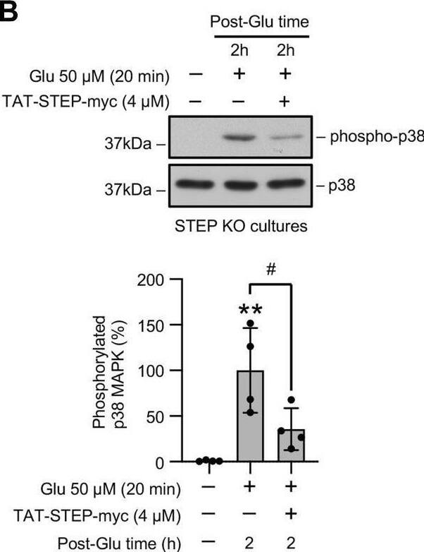 A STEP mimetic attenuates glutamate-induced increase in p38 MAPK phosphorylation, COX-2 expression, and PGE2release in STEP-deficient neurons.A, schematic representation of TAT-STEP-Myc peptide generated from STEP61. The diagram of STEP61 shows the positions of the phosphatase domain, transmembrane domain (TM), kinase-interaction motif (KIM), kinase specificity sequence (KIS), and the phosphorylation sites in the KIM and KIS domains. The diagram of the TAT-STEP-Myc peptide (STEP mimetic), derived from STEP61, shows the positions of the TAT domain at the N terminus, myc-tag at the C terminus, the serine residue in the KIM domain that was mutated to alanine to allow the peptide to bind to its substrates, and the threonine and serine residues in the KIS domain, which were mutated to glutamic acid to render the peptide resistant to degradation. B–D, neuronal cultures from STEP KO mice were treated with 50 μM glutamate (Glu) for 20 min in the absence and presence of TAT-STEP-myc peptide and then maintained in their original medium for 2 h (post-Glu time). B and C, equal amounts of protein from each sample were analyzed by immunoblotting using anti-phospho-p38 (top) and anti-p38 (bottom) antibodies. Corresponding bar diagrams represent quantitative analysis of p38 MAPK phosphorylation as the mean +/- SD (n = 3–4). D, equal amounts of culture media from each sample were analyzed for the PGE2 level using ELISA. Statistical analysis has been performed using ANOVA with Tukey’s post hoc test. Values are expressed as the mean +/- SD (n = 4). ∗p < 0.01 and ∗∗p < 0.001 compared with the untreated control. #p < 0.05 and ##p < 0.01 from 2 h post-glutamate time. COX-2, cyclooxygenase-2; p38 MAPK, p38 mitogen-activated protein kinase; STEP, striatal-enriched phosphatase. Image collected and cropped by CiteAb from the following open publication (//pubmed.ncbi.nlm.nih.gov/34246631), licensed under a CC-BY license. Not internally tested by Novus Biologicals.