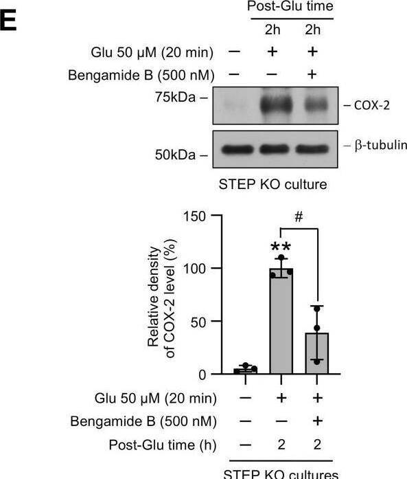 Role of NF-kappa B in glutamate-induced increase in the COX-2 protein level in STEP-deficient neurons.A and B, neuronal cultures from (A) WT and (B) STEP KO mice were treated with 50 μM glutamate (Glu) for 20 min and then maintained in their original medium for the specified times (post-Glu time). C–F, neuronal cultures from STEP KO mice were treated with 50 μM glutamate (Glu) for 20 min followed by recovery (post-Glu time) in the absence and presence of (C) MK801 (5 μM), (D) SB 203580 (5 μM), or (E and F) Bengamide B (500 nM). Equal amounts of protein from each sample were analyzed by immunoblotting using (A–D) anti-I kappa B alpha  (top) and anti-beta -tubulin (bottom) antibodies, or (E) anti-COX-2 (top) and anti-beta -tubulin (bottom) antibodies. Corresponding bar diagrams represents quantitative analysis of (A–D) I kappa B alpha  or (E) COX-2 protein levels as the mean +/- SD. F, equal amounts of culture media from each sample were analyzed for PGE2 level using ELISA. Statistical analysis has been performed using ANOVA with Tukey’s post hoc test. Values are expressed as the mean +/- SD (n = 3–4). ∗p < 0.01 and ∗∗p < 0.001 compared with the untreated control and #p < 0.01 from 2 h postglutamate time. COX-2, cyclooxygenase-2; I kappa B, inhibitor of nuclear factor-kappa B; STEP, striatal-enriched phosphatase. Image collected and cropped by CiteAb from the following open publication (//pubmed.ncbi.nlm.nih.gov/34246631), licensed under a CC-BY license. Not internally tested by Novus Biologicals.