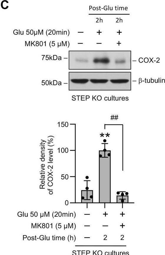 Role of the NMDAR and p38 MAPK in glutamate-induced increase in the COX-2 protein level in STEP-deficient neurons. Neuronal cultures from (A) WT and (B) STEP KO mice were treated with 50 μM glutamate (Glu) for 20 min and then maintained in their original medium for the specified times (post-Glu time). C and D, neuronal cultures from STEP KO mice were treated with 50 μM glutamate (Glu) for 20 min followed by recovery (post-Glu time) in the absence and presence of (C) MK801 (5 μM) or (D) SB 203580 (5 μM). Equal amounts of protein from each sample were analyzed by immunoblotting using anti-COX-2 (top) and anti-beta -tubulin (bottom) antibodies. Corresponding bar diagrams represents quantitative analysis of COX-2 protein level as the mean +/- SD (n = 3–4). Statistical analysis has been performed using ANOVA with Tukey’s post hoc test. ∗p < 0.001 and ∗∗p < 0.0001 compared with untreated control and #p < 0.01 and ##p < 0.001 from 2 h postglutamate time. COX-2, cyclooxygenase-2; p38 MAPK, p38 mitogen-activated protein kinase; STEP, striatal-enriched phosphatase. Image collected and cropped by CiteAb from the following open publication (//pubmed.ncbi.nlm.nih.gov/34246631), licensed under a CC-BY license. Not internally tested by Novus Biologicals.