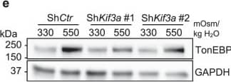 Knockdown of Ift88 or Kif3a in NP cells does not affect hyperosmotic upregulation of TonEBP. (a) TonEBP/Nfat5 mRNA levels in NP cells with Ift88 knockdown (n ≥ 5). (b) Western blot image showing increased TonEBP expression in response to hyperosmolarity (550 mOsm/kg H2O) independently of Ift88 knockdown. (c) Densitometry analyses of TonEBP with Ift88 knockdown (n ≥ 4). (d) TonEBP/Nfat5 mRNA levels in NP cells with Kif3a knockdown (n ≥ 3). (e) Western blot image showing that hyperosmotic induction of TonEBP is maintained after Kif3a knockdown. (f) Densitometry analyses of TonEBP after Kif3a knockdown (n ≥ 4). Data are represented as scatter plots (mean ± SEM). ns = not significant. One-way ANOVA or Kruskal-Wallis test with Sidak’s or Dunn’s multiple comparison test was used based on the distribution of the data to determine statistical significance. Western blot images were cropped & acquired under same experimental conditions. See Supplementary Fig. S1-1 for un-cropped Western blot images. Image collected & cropped by CiteAb from the following publication (//pubmed.ncbi.nlm.nih.gov/31664118), licensed under a CC-BY license. Not internally tested by Novus Biologicals.