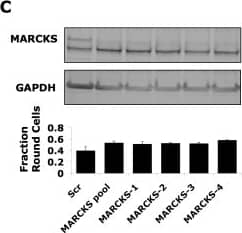 Western Blot GAPDH Antibody (1D4) - BSA Free