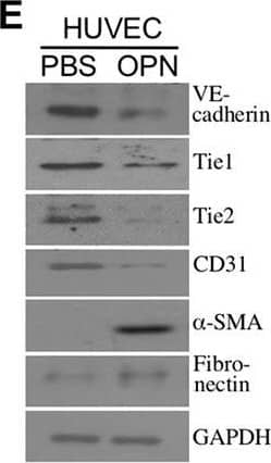 Western Blot: GAPDH Antibody (1D4) [NB300-221] - OPN induces EndoMT. (E) VE-cadherin, Tie1, Tie2, CD31,  alpha -SMA, & fibronectin levels in HUVECs pre-incubated 16 h with 2% FBS-containing medium & then treated 24 h with PBS or 0.3 μg/ml of OPN. Image collected & cropped by CiteAb from the following publication (//pubmed.ncbi.nlm.nih.gov/29435158), licensed under a CC-BY license. Not internally tested by Novus Biologicals.