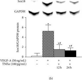 Western Blot: GAPDH Antibody (1D4) [NB300-221] - TNF alpha  negatively regulates EC differentiation: the effect of TNF alpha  on VEGF-A-stimulated differentiation of MSCs into ECs was examined. TNF alpha R & VEGFR-2 mRNA expression was analyzed by RT-PCR (n = 3) (a). Sox18 protein levels were measured by Western blot analysis (n = 3) (b). Expression of EC markers was determined by FACS analysis, & a representative grid is shown (n = 3-4) ((c)–(g)). Endothelial tube formation was examined using an angiogenesis assay (n = 3) ((d)–(h)). Experiments were performed with samples taken from independent BM-MSC cultures from separate microswine. HUVECs were excluded from statistical analyses. Data are shown as mean ± SD. ∗p < 0.05 versus naïve MSCs & #p < 0.05 MSCs treated with VEGF-A versus VEGF-A plus TNF alpha  cotreatment. Image collected & cropped by CiteAb from the following publication (//pubmed.ncbi.nlm.nih.gov/26106428), licensed under a CC-BY license. Not internally tested by Novus Biologicals.