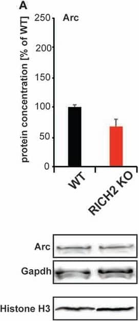 Western Blot: GAPDH Antibody (1D4) [NB300-221] - Immediate early gene (IEG) expression in RICH2 KO mice. IEG expression was analyzed in nuclear protein lysate from amygdala & normalized to GAPDH levels. No significant difference was detected in the expression of (A) activity-regulated cytoskeleton-associated protein (ARC; Unpaired t-test, n = 3, p = 0.077), & (B) c-FOS (Unpaired t-test, n = 3, p = 0.8784). A significant difference was detected in the expression of (C) cyclic AMP response element-binding protein (CREB; Unpaired t-test, n = 3, p = 0.002). The amount of phosphorylated CREB (pCREB) was unchanged (Unpaired t-test, n = 3, p = 0.1822). Exemplary Western blot bands are shown. Histone H3 was used a control for the presence of nuclear proteins in the lysate. Image collected & cropped by CiteAb from the following publication (//journal.frontiersin.org/article/10.3389/fnmol.2017.00180/full), licensed under a CC-BY license. Not internally tested by Novus Biologicals.