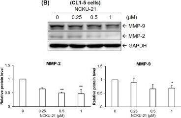 Western Blot: GAPDH Antibody (1D4) [NB300-221] - Regulation of cell migration-associated proteins by NCKU-21 in A549 & CL1-5 cells.Protein expressions of matrix metalloproteinase-2 (MMP-2) & MMP-9 were analyzed in A549 (A) & CL1-5 (B) cells treated with NCKU-21 for 24 hr. * P < 0.05 & ** P < 0.01, compared to the control group (without NCKU-21 treatment). Image collected & cropped by CiteAb from the following publication (//pubmed.ncbi.nlm.nih.gov/28945763), licensed under a CC-BY license. Not internally tested by Novus Biologicals.