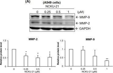 Western Blot: GAPDH Antibody (1D4) [NB300-221] - Regulation of cell migration-associated proteins by NCKU-21 in A549 & CL1-5 cells.Protein expressions of matrix metalloproteinase-2 (MMP-2) & MMP-9 were analyzed in A549 (A) & CL1-5 (B) cells treated with NCKU-21 for 24 hr. * P < 0.05 & ** P < 0.01, compared to the control group (without NCKU-21 treatment). Image collected & cropped by CiteAb from the following publication (//pubmed.ncbi.nlm.nih.gov/28945763), licensed under a CC-BY license. Not internally tested by Novus Biologicals.