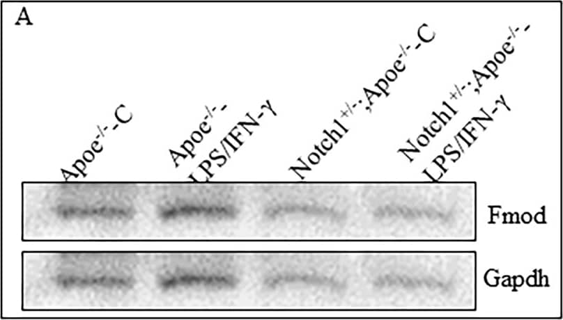 Western Blot: GAPDH Antibody (1D4) [NB300-221] - Overexpression of NICD increases the total Fmod protein contents in BMDMs & LPS prevents the cleavage of Fmod in a dose dependent manner. (A,B) WB shows the expression of total Fmod in Apoe−/− & Notch1+/−;Apoe−/− BMDMs & quantification of three replicates as determined by Image J. (C,D) WB showing the total Fmod protein content in WT BMDMs 48 h post transfection with empty or NICD plasmids & the quantification of the immunoblots. (E,F) qRT-PCR showing the panel of M1 & M2 genes dysregulated with human recombinant FMOD (400 ng/ml for 24 h). (G) Co-immunoprecipitation showing contents of Tgf-beta 2, Fmod & NICD proteins pulled down with Fmod antibody from the WT & Notch1+/− peritoneal macrophages. Image collected & cropped by CiteAb from the following publication (//pubmed.ncbi.nlm.nih.gov/31142802), licensed under a CC-BY license. Not internally tested by Novus Biologicals.