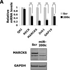 Western Blot: GAPDH Antibody (1D4) [NB300-221] - microRNA-200c regulates MARCKS.(A) The effect of miR-200c transfection on mRNA levels of predicted target genes in Wm266.4 melanoma cells was assessed using GAPDH as a control. Lower panel: immunoblot of MARCKS expression. (B) Brightfield imaging & morphological quantification of Wm266.4 cells transfected with siRNAs targeting miR-200c-responsive genes. (C) MARCKS knock-down by four individual siRNAs leads to rounded cell shape in Wm266.4 cells. (D) Levels of MARCKS mRNA in melanoma cell lines & normal melanocytes, measured by qPCR & normalized to levels of GAPDH. Error bars represent ± SEM; unpaired t-test *p<0.05 **p<0.01. Image collected & cropped by CiteAb from the following publication (//pubmed.ncbi.nlm.nih.gov/20957176), licensed under a CC-BY license. Not internally tested by Novus Biologicals.