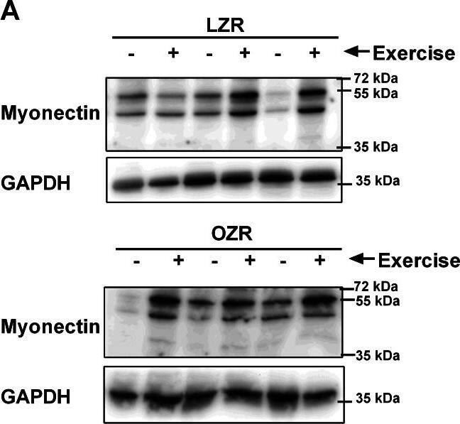Western Blot: GAPDH Antibody (1D4) [NB300-221] - Relative Myonectin/CTRP15 content.Relative Myonectin/CTRP15 content was examined in the rat diaphragm muscle of the male lean zucker (LZR) & obese zucker rats (OZR). Exercised animals were trained on a motorized treadmill for 9 wk. Control animals were exposed to the similar environment (positioned next to the treadmill) but were not exercised. (A) Shows representative western blots for Myonectin & GAPDH. (B) The data are expressed in arbitrary units with values normalized to mean control value within phenotype. Image collected & cropped by CiteAb from the following publication (//peerj.com/articles/605), licensed under a CC-BY license. Not internally tested by Novus Biologicals.