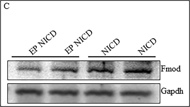 Western Blot: GAPDH Antibody (1D4) [NB300-221] - Overexpression of NICD increases the total Fmod protein contents in BMDMs & LPS prevents the cleavage of Fmod in a dose dependent manner. (A,B) WB shows the expression of total Fmod in Apoe−/− & Notch1+/−;Apoe−/− BMDMs & quantification of three replicates as determined by Image J. (C,D) WB showing the total Fmod protein content in WT BMDMs 48 h post transfection with empty or NICD plasmids & the quantification of the immunoblots. (E,F) qRT-PCR showing the panel of M1 & M2 genes dysregulated with human recombinant FMOD (400 ng/ml for 24 h). (G) Co-immunoprecipitation showing contents of Tgf-beta 2, Fmod & NICD proteins pulled down with Fmod antibody from the WT & Notch1+/− peritoneal macrophages. Image collected & cropped by CiteAb from the following publication (//pubmed.ncbi.nlm.nih.gov/31142802), licensed under a CC-BY license. Not internally tested by Novus Biologicals.