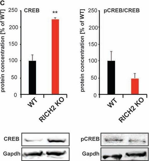 Western Blot: GAPDH Antibody (1D4) [NB300-221] - Immediate early gene (IEG) expression in RICH2 KO mice. IEG expression was analyzed in nuclear protein lysate from amygdala & normalized to GAPDH levels. No significant difference was detected in the expression of (A) activity-regulated cytoskeleton-associated protein (ARC; Unpaired t-test, n = 3, p = 0.077), & (B) c-FOS (Unpaired t-test, n = 3, p = 0.8784). A significant difference was detected in the expression of (C) cyclic AMP response element-binding protein (CREB; Unpaired t-test, n = 3, p = 0.002). The amount of phosphorylated CREB (pCREB) was unchanged (Unpaired t-test, n = 3, p = 0.1822). Exemplary Western blot bands are shown. Histone H3 was used a control for the presence of nuclear proteins in the lysate. Image collected & cropped by CiteAb from the following publication (//journal.frontiersin.org/article/10.3389/fnmol.2017.00180/full), licensed under a CC-BY license. Not internally tested by Novus Biologicals.
