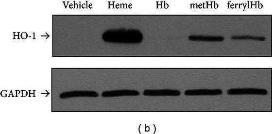 Western Blot: GAPDH Antibody (1D4) [NB300-221] - FerrylHb induces HO-1 & ferritin in EC. Confluent HUVECs grown on 6-well plates were exposed to heme, Hb, metHb, & ferrylHb (100 μmol/L heme or as indicated in complete medium containing 15% of FBS). After 4 hours of incubation total RNA was isolated & HO-1 mRNA level was measured by quantitative RT-PCR (panels (a) & (d)). For protein expression, HUVECs were solubilized after 8 hours of treatment. HO-1 & ferritin H & L expression was detected by Western blot ((b) & (e)) or with ELISA (c). Immunoblots were reprobed with GAPDH & are representative of three independent experiments. Results are shown as mean ± S.D. (n = 3) from one representative experiment of three. Image collected & cropped by CiteAb from the following publication (//pubmed.ncbi.nlm.nih.gov/23766856), licensed under a CC-BY license. Not internally tested by Novus Biologicals.