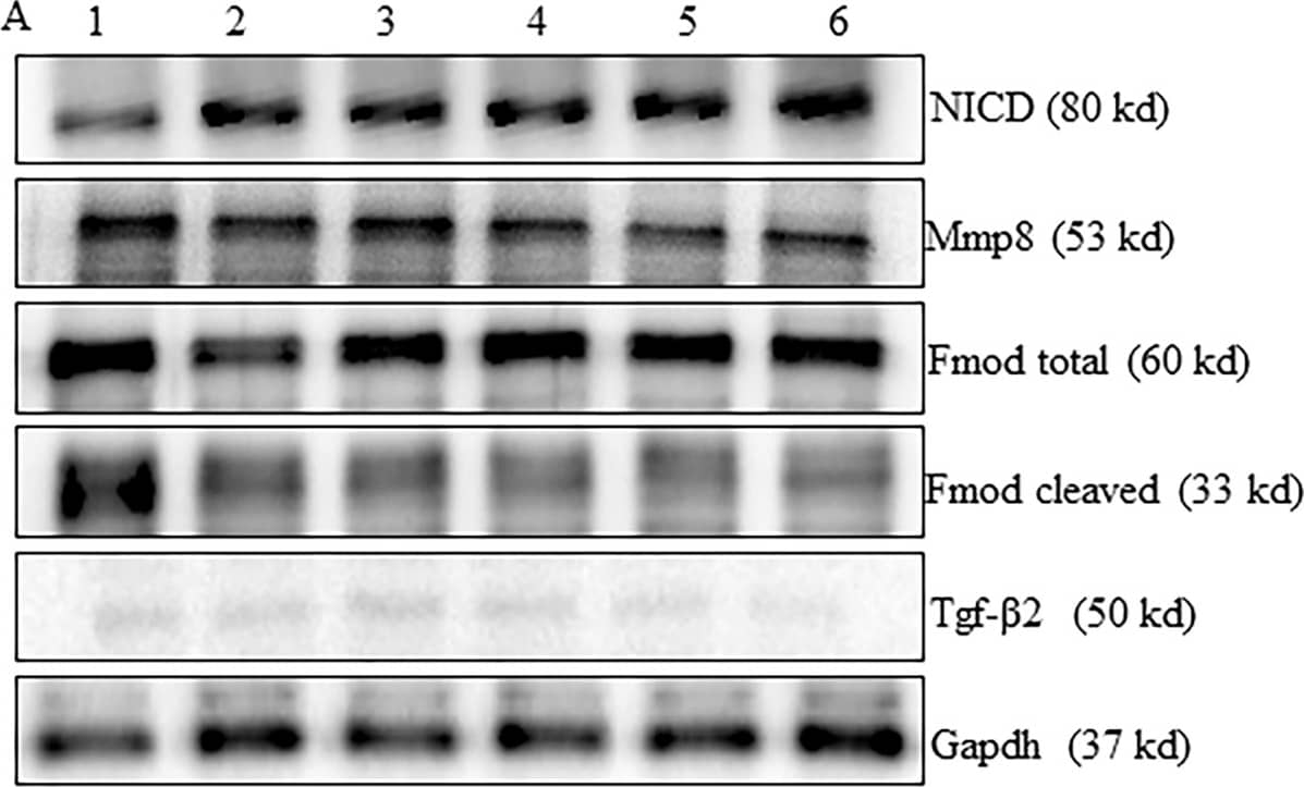 Western Blot GAPDH Antibody (1D4) - BSA Free