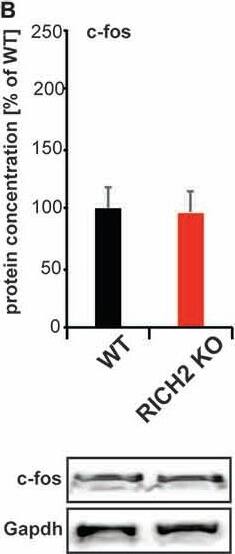 Western Blot: GAPDH Antibody (1D4) [NB300-221] - Immediate early gene (IEG) expression in RICH2 KO mice. IEG expression was analyzed in nuclear protein lysate from amygdala & normalized to GAPDH levels. No significant difference was detected in the expression of (A) activity-regulated cytoskeleton-associated protein (ARC; Unpaired t-test, n = 3, p = 0.077), & (B) c-FOS (Unpaired t-test, n = 3, p = 0.8784). A significant difference was detected in the expression of (C) cyclic AMP response element-binding protein (CREB; Unpaired t-test, n = 3, p = 0.002). The amount of phosphorylated CREB (pCREB) was unchanged (Unpaired t-test, n = 3, p = 0.1822). Exemplary Western blot bands are shown. Histone H3 was used a control for the presence of nuclear proteins in the lysate. Image collected & cropped by CiteAb from the following publication (//journal.frontiersin.org/article/10.3389/fnmol.2017.00180/full), licensed under a CC-BY license. Not internally tested by Novus Biologicals.