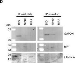 Western Blot: GAPDH Antibody (1D4) [NB300-221] - Demonstration of the advantages of crude fractionation over whole cell lysis & scale up of the approach. (A) HEK293 cells were plated at a density of 4 × 105 cells per well of a 12 well plate & subsequently lysed directly in NP40 or RIPA lysis buffer or processed according to the protocol in Figure 2 (Sequential). An aliquot of each extract was then analyzed by 4-12% SDS PAGE followed by staining with Coomassie blue or by Western blotting & probing with antibodies to various marker proteins of specific intracellular organelles as previously. (B) HEK293 cells were plated at a density of 4 × 105 cells per well of a 12 well dish & then transfected the next day in triplicate with 400 ng of a construct encoding V5/6×-HIS tagged ERGIC-53. Cells were extracted 48 hours later either directly in RIPA buffer, directly in NP40 buffer or according to our extraction protocol. Proteins were then partially purified from each extract using Nickel resin (SIGMA #P6611) & eluted proteins were analyzed by 10% SDS PAGE followed by staining with Coomassie blue or by Western blotting & probing with the anti V5 antibody. (C) HEK293 cells were plated at a density of 4 × 105 cells per well of a 12 well dish & then transfected the next day in with 1600 ng of pcDNA6/V5-His (Invitrogen) or constructs encoding WT or MUT COMP. Cells were harvested 48 hours later & extracted according to our protocol. (D) HEK293 cells were plated at a density of 4 × 105 cells per well of a 12 well dish or 8.4 × 105 cells per well of a 35 mm dish & processed according to the protocol in Figure 2. An aliquot of each extract was then analyzed by 4-12% SDS PAGE followed by Western blotting & probing with antibodies to GAPDH, BiP & Lamin A. Image collected & cropped by CiteAb from the following publication (//pubmed.ncbi.nlm.nih.gov/20003239), licensed under a CC-BY license. Not internally tested by Novus Biologicals.