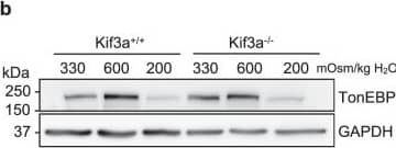 Western Blot: GAPDH Antibody (1D4) [NB300-221] - The absence of primary cilia in Kif3a null MEFs has a small effect on hyperosmotic induction of TonEBP without influencing its TAD activity (a) TonEBP/Nfat5 gene expression in wild-type & Kif3a null (Kif3a−/−) MEFs under hyper- (600 mOsm/kg H2O) & hypoosmotic (200 mOsm/kg H2O) conditions. (b,c) Western blot image & corresponding densitometry analyses showing TonEBP levels under different osmotic conditions in wild-type & Kif3a null MEFs. Kif3a null MEFs show slightly attenuated hyperosmotic increase but unaffected hypoosmotic decrease in TonEBP expression. (d,e) TonEBP-TAD (Ton-TAD) activity in wild-type & Kif3a null MEFs under hyperosmotic (d) & hypoosmotic (e) conditions (n = 4). Similar to wild-type cells, Kif3a null MEFs show increase & decrease in TonEBP-TAD activity under hyperosmotic & hypoosmotic conditions, respectively (n ≥ 3 with 3 technical replicates per biological replicate). Data are represented as scatter plots (mean ± SEM). ns = not significant. One-way ANOVA or Kruskal-Wallis test with Sidak’s or Dunn’s multiple comparison test was used based on the distribution of the data to determine statistical significance. Western blot images were cropped & acquired under same experimental conditions. See Supplementary Figs S1 & 3 for un-cropped Western blot images. Image collected & cropped by CiteAb from the following publication (//pubmed.ncbi.nlm.nih.gov/31664118), licensed under a CC-BY license. Not internally tested by Novus Biologicals.