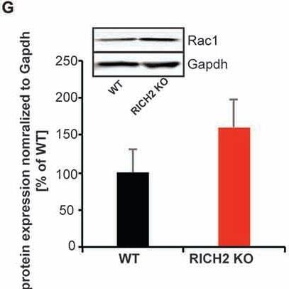 Western Blot: GAPDH Antibody (1D4) [NB300-221] - Altered Rho GTPase signaling in amygdala of RICH2 KO mice. (A) Comparison between the GTPase activating protein (GAP) activity of the P2 lysates from WT & RICH2 KO mice. The GAP activity is measured in nmoles/min/mg of small G-protein. First a standard curve is made using the absorbance of KH2PO4 at different concentrations, later the absorbance of WT & RICH2 KO lysates are plotted on the graph. The GAP activity is higher for WT lysates compared to RICH2 KO lysates. (B) In the presence of the small G protein RhoA, the absorbance of WT lysates is higher than that of RICH2 KO lysate, which indicates that RICH2 is acting as a GAP for RhoA in amygdala. (C) There is no difference between the absorbance of WT & RICH2 KO lysates in the presence of RAC1 & CDC42 (D,E) Like RAC1 & CDC42, RAS p21 is not a target G protein for RICH2 in amygdala as there is no difference in the absorbance of WT & RICH2 KO lysates in the presence of RAS p21. (F) Western blot analysis of amygdala P2 lysates reveals that expression of RhoA is significantly higher in RICH2 KO lysates, in comparison with WT lysates (Unpaired t-test, p = 0.0508, n = 3). (G,H) Western blot analysis revealed no alteration in the expressions of Rac1 (G) & Cdc42 (H) between WT & RICH2 KO using amygdala P2 lysates. Image collected & cropped by CiteAb from the following publication (//journal.frontiersin.org/article/10.3389/fnmol.2017.00180/full), licensed under a CC-BY license. Not internally tested by Novus Biologicals.